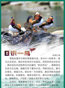 鸳鸯养殖技术,掌握核心要点,实现高效养殖 鸳鸯养殖技术,掌握核心要点,实现高效养殖