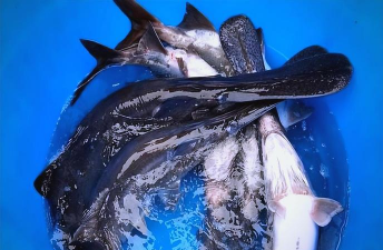 鸭嘴鱼养殖条件,水质要求高,水温控制严 鸭嘴鱼养殖条件,水质要求高,水温控制严