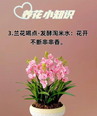 养花怪招,轻松搞定,新手也能变高手 养花怪招,轻松搞定,新手也能变高手