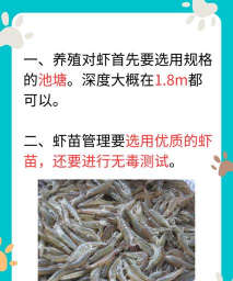 南美对虾养殖成本,投入与产出分析,新手必看指南 南美对虾养殖成本,投入与产出分析,新手必看指南