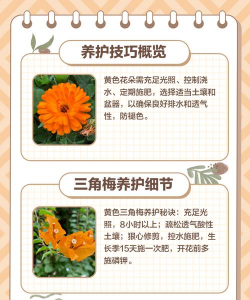 黄楼花卉,选购技巧,养护要点 黄楼花卉,选购技巧,养护要点