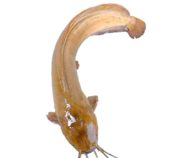 大口鲶养殖技术,掌握关键要点,实现高效养殖 大口鲶养殖技术,掌握关键要点,实现高效养殖