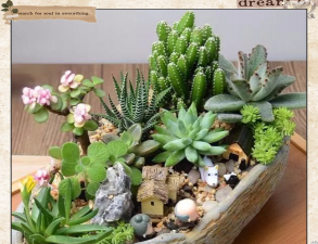 药片养花,简单实用,效果明显 药片养花,简单实用,效果明显