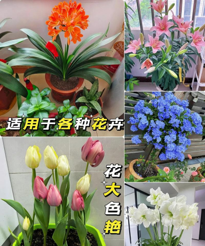 养花用的肥料,选对种类,用对方法 养花用的肥料,选对种类,用对方法