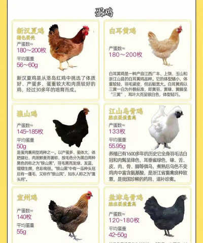蛋鸡养殖成本与利润,投入产出分析,新手必看指南 蛋鸡养殖成本与利润,投入产出分析,新手必看指南