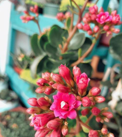 药片养花,简单实用,效果显著 药片养花,简单实用,效果显著