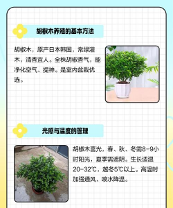 胡椒木的养殖方法,轻松上手,避免常见误区 胡椒木的养殖方法,轻松上手,避免常见误区