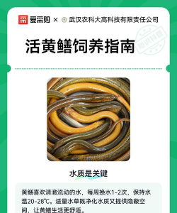 黄鳝养殖加盟,选择靠谱平台,实现稳定收益 黄鳝养殖加盟,选择靠谱平台,实现稳定收益