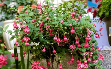 倒挂金钟的养殖方法,掌握关键技巧,轻松养出繁花 倒挂金钟的养殖方法,掌握关键技巧,轻松养出繁花