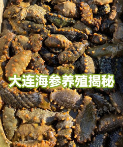 大连海参养殖户,经营模式解析,新手入行参考 大连海参养殖户,经营模式解析,新手入行参考