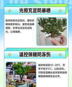 吸财树的养殖方法,轻松上手,避免常见误区 吸财树的养殖方法,轻松上手,避免常见误区