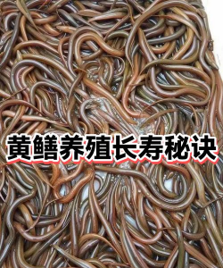 黄鳝养殖培训班,掌握核心技术,实现高效养殖 黄鳝养殖培训班,掌握核心技术,实现高效养殖