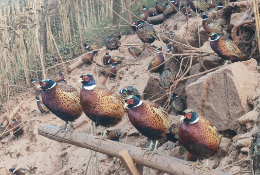 七彩山鸡养殖方法,新手入门指南,常见问题解答 七彩山鸡养殖方法,新手入门指南,常见问题解答