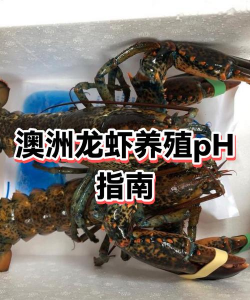 澳洲龙虾养殖条件,场地选择要点,水质管理方法 澳洲龙虾养殖条件,场地选择要点,水质管理方法