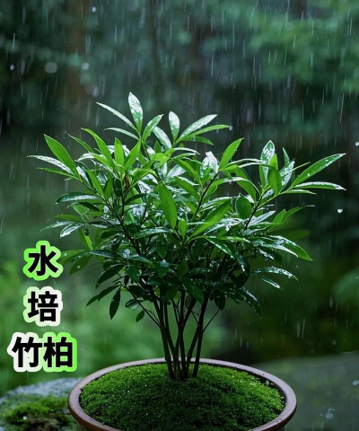 空气养花,轻松省事,美化家居环境 空气养花,轻松省事,美化家居环境