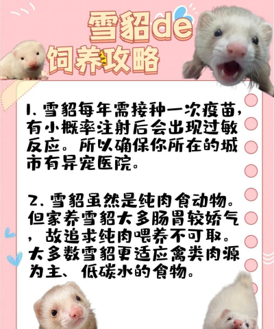 水貂养殖技术视频,新手入门指南,常见问题解答 水貂养殖技术视频,新手入门指南,常见问题解答