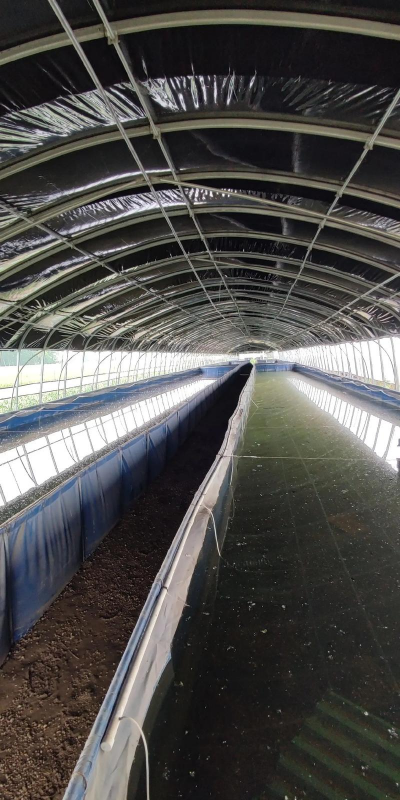 蚂蟥养殖方法,掌握关键技巧,实现稳定收益 蚂蟥养殖方法,掌握关键技巧,实现稳定收益