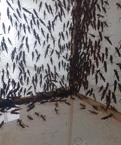 云南蚂蚱养殖基地,实地探访,分享真实经验 云南蚂蚱养殖基地,实地探访,分享真实经验