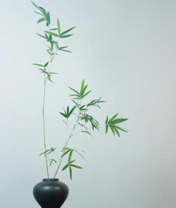 养花竹子,轻松上手,美化家居环境 养花竹子,轻松上手,美化家居环境