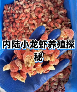 小龙虾室内养殖技术,掌握关键步骤,实现高效养殖 小龙虾室内养殖技术,掌握关键步骤,实现高效养殖