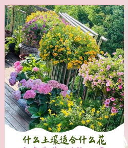 养花最好的土,选对是关键,轻松养好花 养花最好的土,选对是关键,轻松养好花