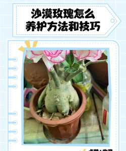 用沙养花,改善土壤透气,避免烂根问题 用沙养花,改善土壤透气,避免烂根问题