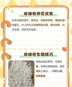 泡大珠可以养花吗,了解实际效果,避免常见误区 泡大珠可以养花吗,了解实际效果,避免常见误区