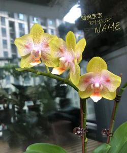 海绵宝宝可以养花吗,轻松养花技巧,新手也能学会 海绵宝宝可以养花吗,轻松养花技巧,新手也能学会