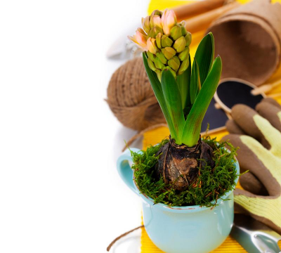 泡大珠可以养花吗,了解实际效果,掌握正确用法 泡大珠可以养花吗,了解实际效果,掌握正确用法