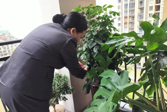 养花公司,专业服务,解决家庭养花难题 养花公司,专业服务,解决家庭养花难题