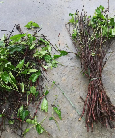 何首乌养殖方法,掌握关键步骤,轻松收获健康植株 何首乌养殖方法,掌握关键步骤,轻松收获健康植株