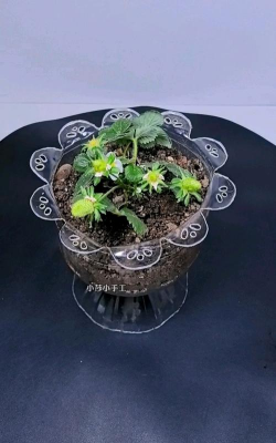 豆渣养花,废物利用,省钱又环保 豆渣养花,废物利用,省钱又环保