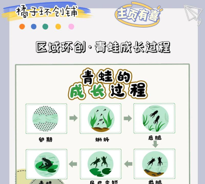 青蛙养殖周期,了解生长阶段,掌握关键节点 青蛙养殖周期,了解生长阶段,掌握关键节点