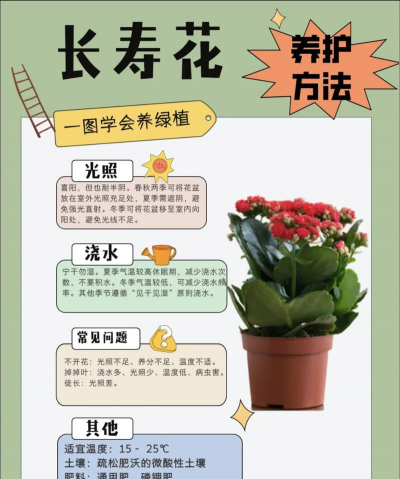 养花的妙招,轻松解决常见问题,让花草更茂盛 养花的妙招,轻松解决常见问题,让花草更茂盛