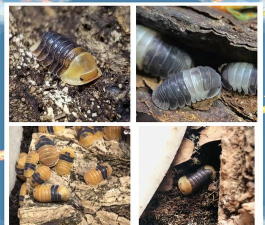 鼠妇养殖视频,养殖方法详解,新手入门指南 鼠妇养殖视频,养殖方法详解,新手入门指南