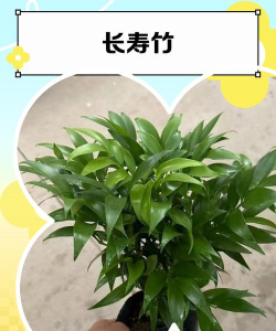 长寿竹的养殖方法,轻松上手,四季常青 长寿竹的养殖方法,轻松上手,四季常青