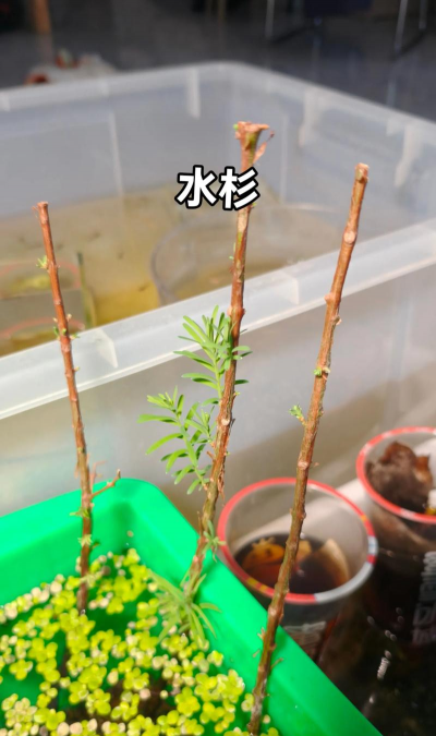 水杉怎么养殖方法,选对土壤环境,掌握浇水施肥技巧 水杉怎么养殖方法,选对土壤环境,掌握浇水施肥技巧