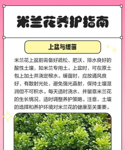 花卉米兰,养护技巧,新手入门指南 花卉米兰,养护技巧,新手入门指南