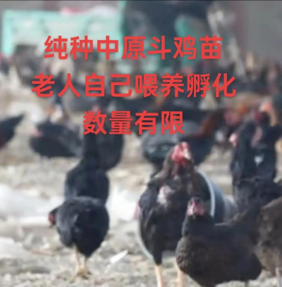 斗鸡养殖致富经,掌握核心技巧,实现稳定增收 斗鸡养殖致富经,掌握核心技巧,实现稳定增收