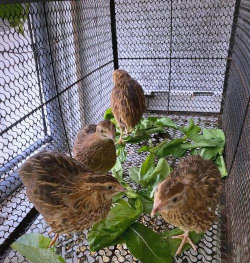 鹌鹑鸟养殖技术,掌握核心要点,轻松实现高效养殖 鹌鹑鸟养殖技术,掌握核心要点,轻松实现高效养殖