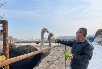 石家庄鸵鸟养殖基地,实地探访,分享养殖经验 石家庄鸵鸟养殖基地,实地探访,分享养殖经验