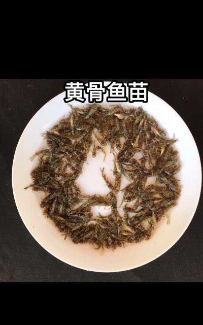 黄颡鱼养殖周期,多久能上市,效益怎么算 黄颡鱼养殖周期,多久能上市,效益怎么算