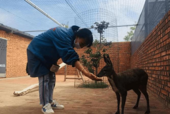 陕西麝香养殖基地,了解养殖条件,掌握市场前景 陕西麝香养殖基地,了解养殖条件,掌握市场前景