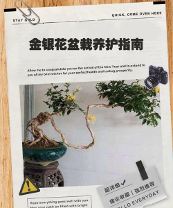 金银花怎么养殖方法,掌握关键技巧,轻松养出繁花 金银花怎么养殖方法,掌握关键技巧,轻松养出繁花