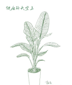 花卉天堂鸟,养护要点,新手也能养好 花卉天堂鸟,养护要点,新手也能养好