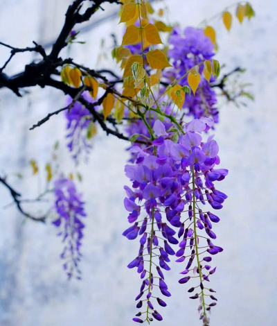 花卉拍摄技巧,掌握构图用光,拍出惊艳照片 花卉拍摄技巧,掌握构图用光,拍出惊艳照片