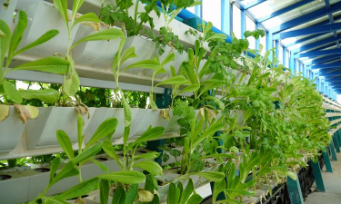 螺旋藻养花,提升植物活力,改善土壤环境 螺旋藻养花,提升植物活力,改善土壤环境