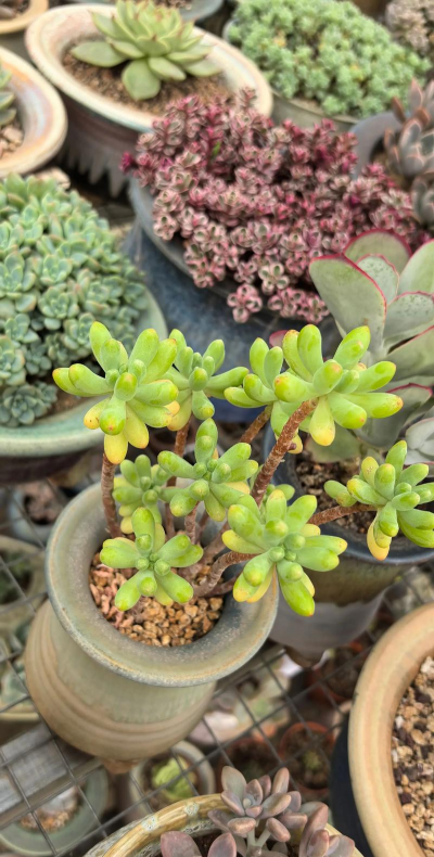 乙心女的养殖方法,轻松上手,花开满盆 乙心女的养殖方法,轻松上手,花开满盆