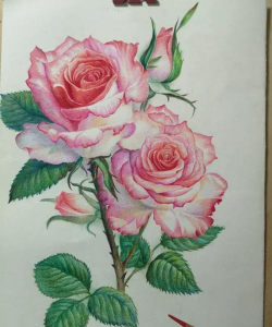 彩铅花卉简单,轻松上手,画出美丽花朵 彩铅花卉简单,轻松上手,画出美丽花朵