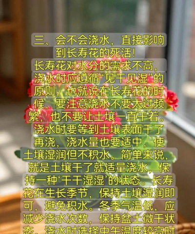 食用油养花,方法简单,效果明显 食用油养花,方法简单,效果明显